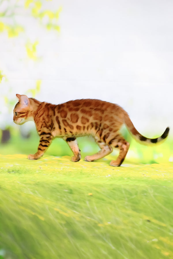 Floydan | Bengal Kitten