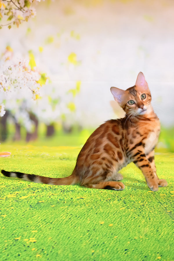 Floydan | Bengal Kitten