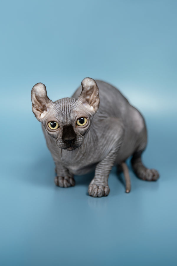 Peper | Elf Sphynx Kitten