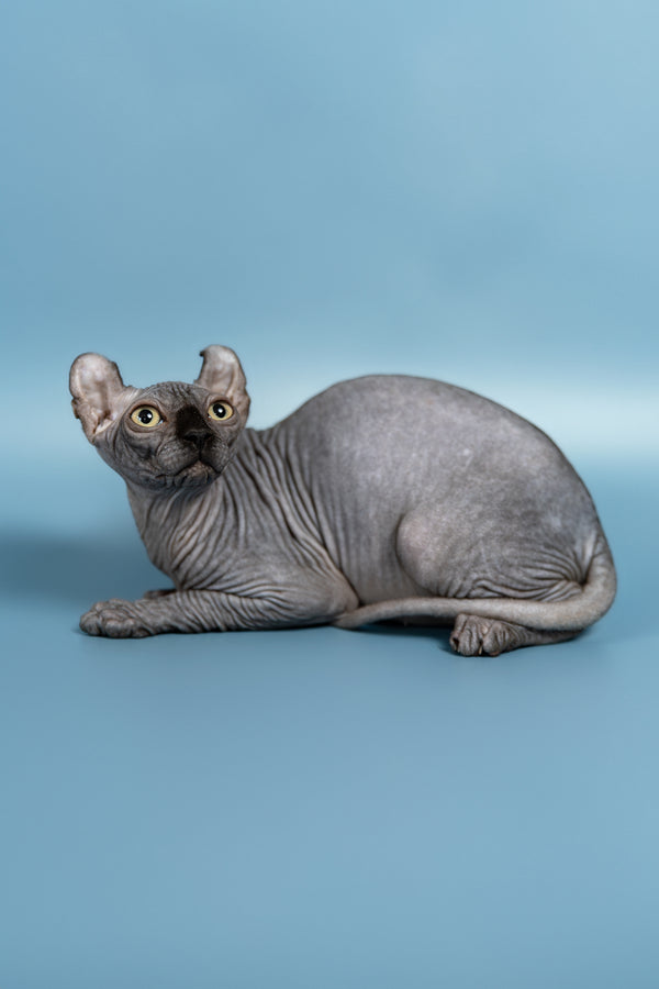 Peper | Elf Sphynx Kitten