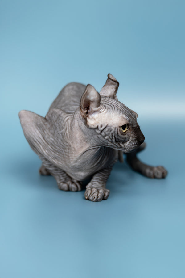 Peper | Elf Sphynx Kitten