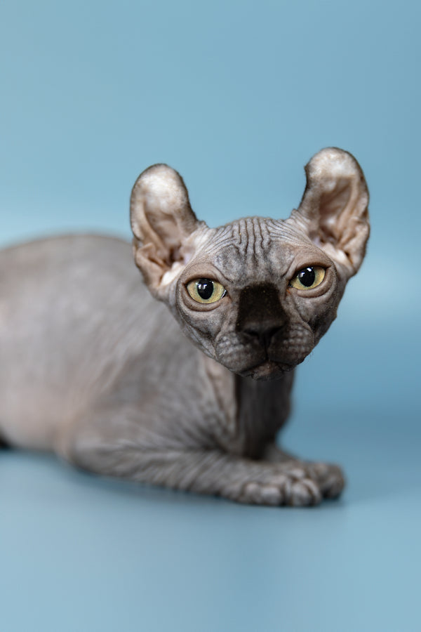 Peper | Elf Sphynx Kitten