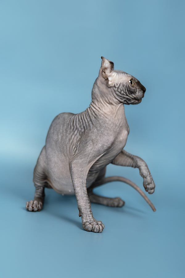 Peper | Elf Sphynx Kitten