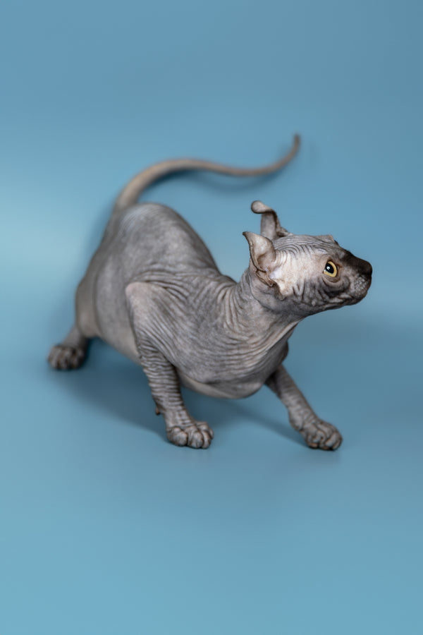 Peper | Elf Sphynx Kitten