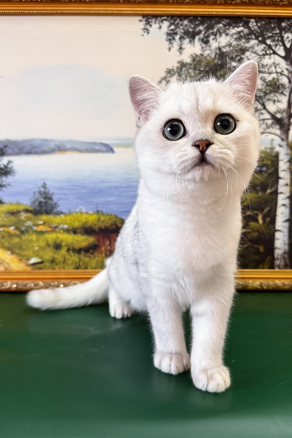 Dobby | British Shorthair Kitten