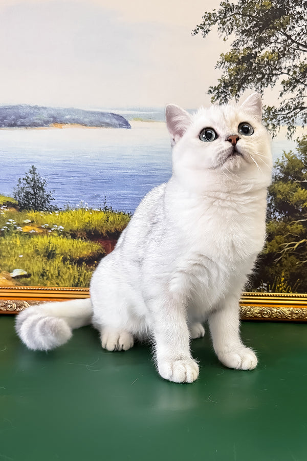 Dobby | British Shorthair Kitten