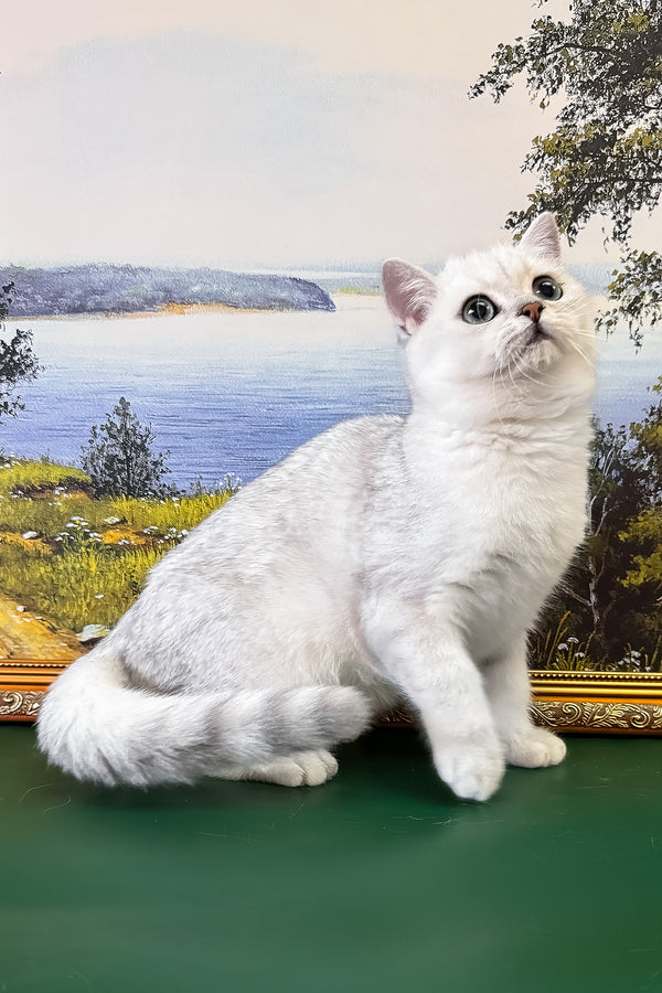 Dobby | British Shorthair Kitten