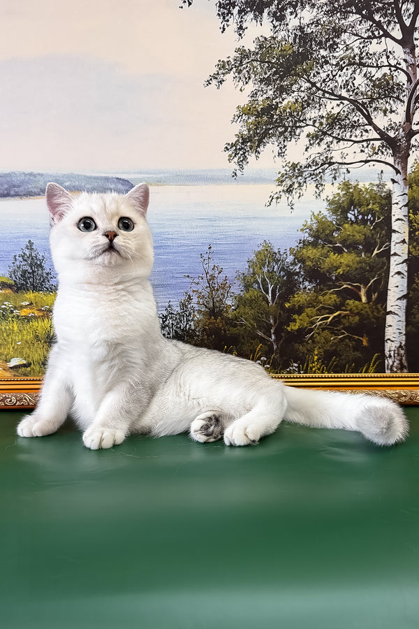 Dobby | British Shorthair Kitten
