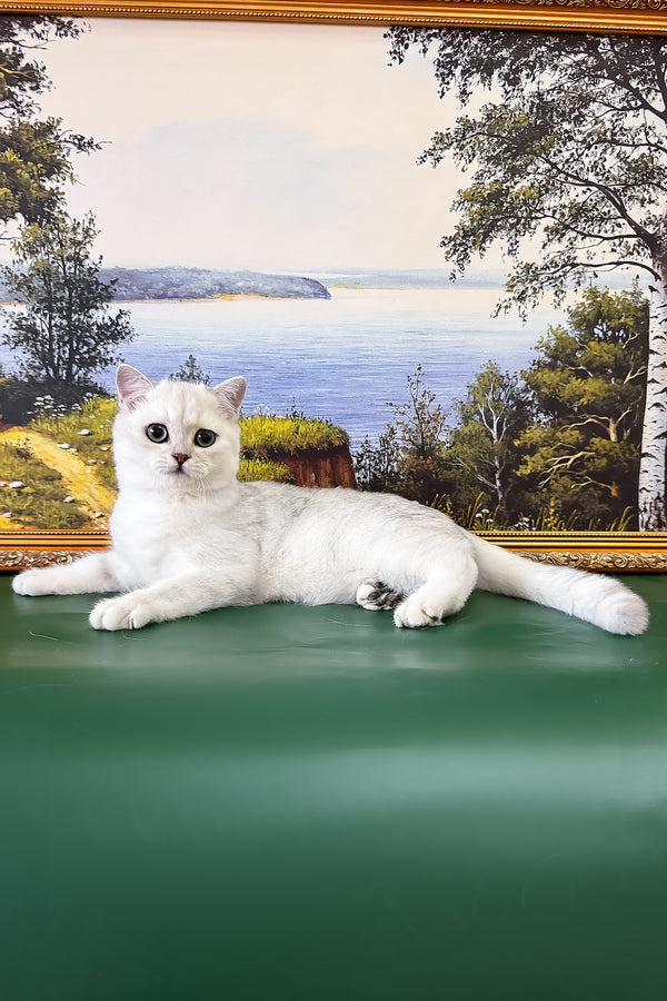 Dobby | British Shorthair Kitten