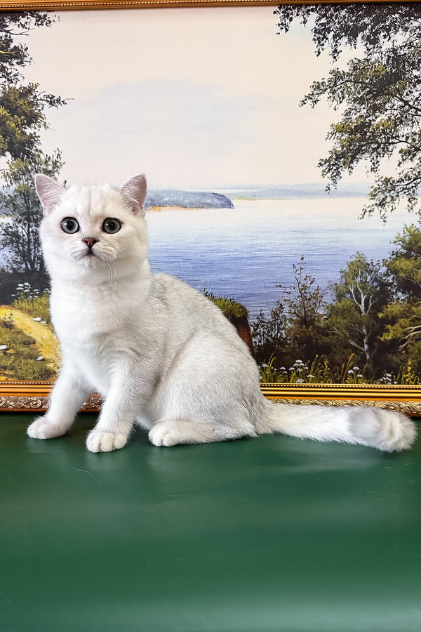Dobby | British Shorthair Kitten