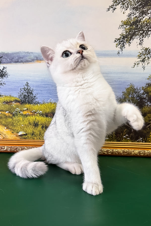Dobby | British Shorthair Kitten
