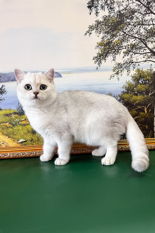 Dobby | British Shorthair Kitten