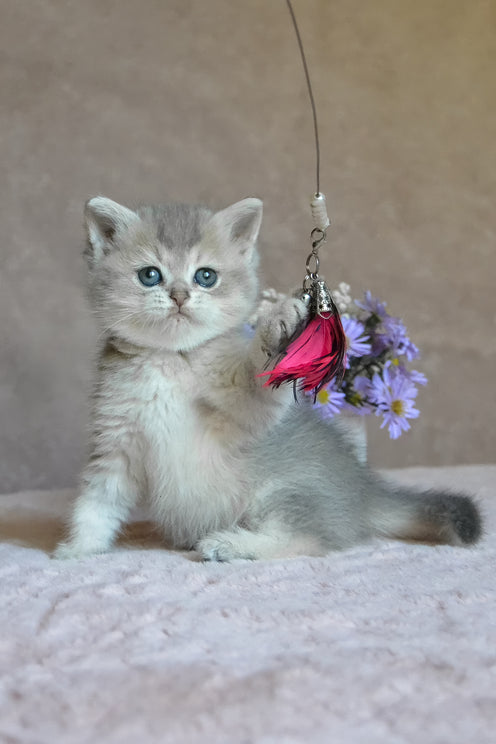 Evviva | British Shorthair Kitten