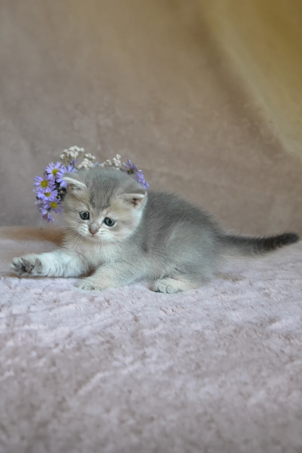 Evviva | British Shorthair Kitten