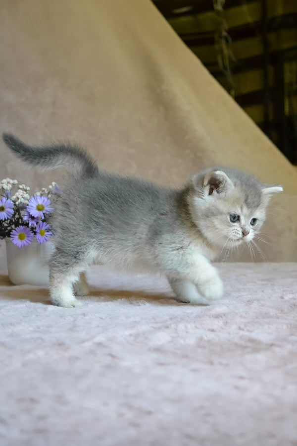 Evviva | British Shorthair Kitten