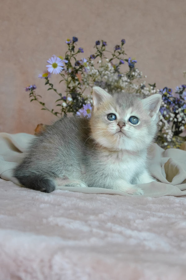 Evviva | British Shorthair Kitten