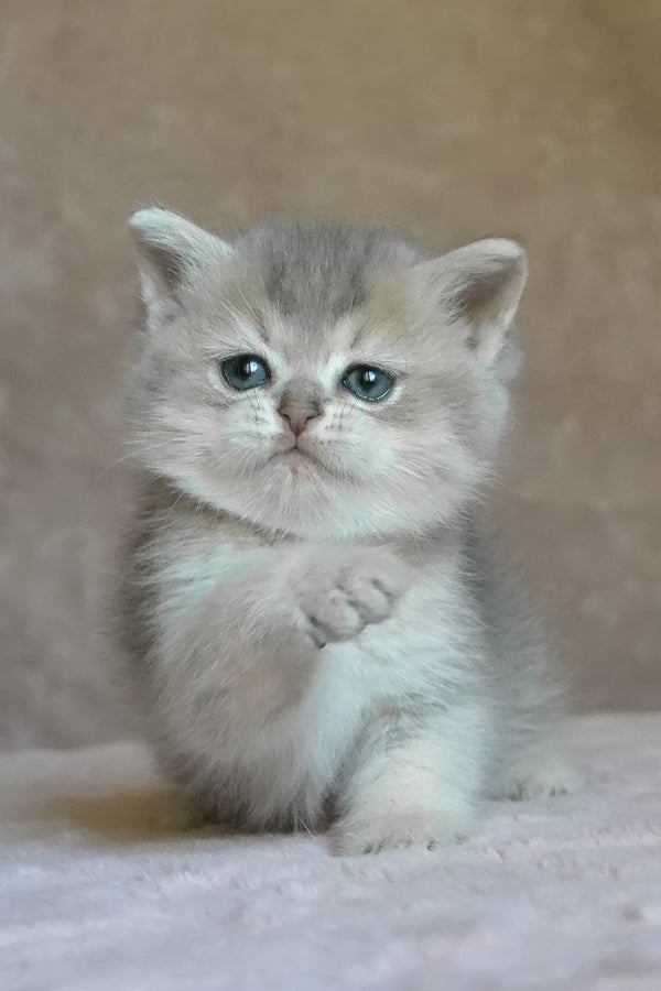 Evviva | British Shorthair Kitten