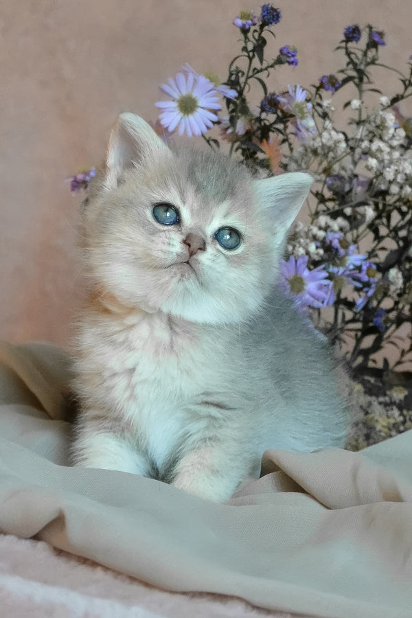 Evviva | British Shorthair Kitten