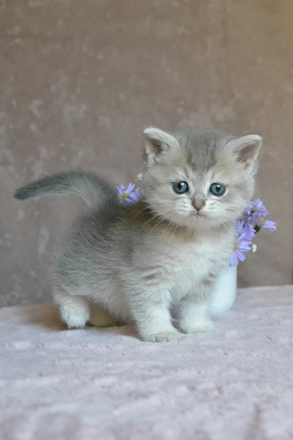 Evviva | British Shorthair Kitten