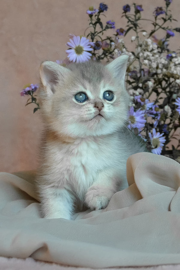 Evviva | British Shorthair Kitten