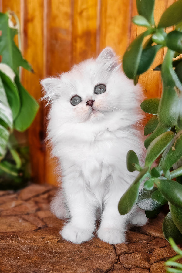 Netti | British Longhair Kitten