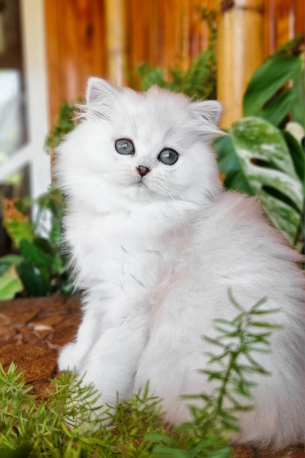 Netti | British Longhair Kitten