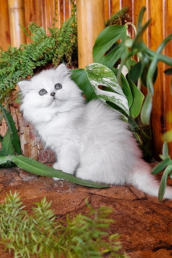 Netti | British Longhair Kitten