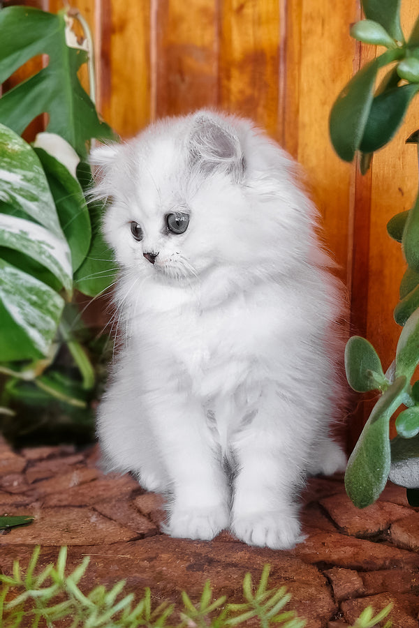 Netti | British Longhair Kitten