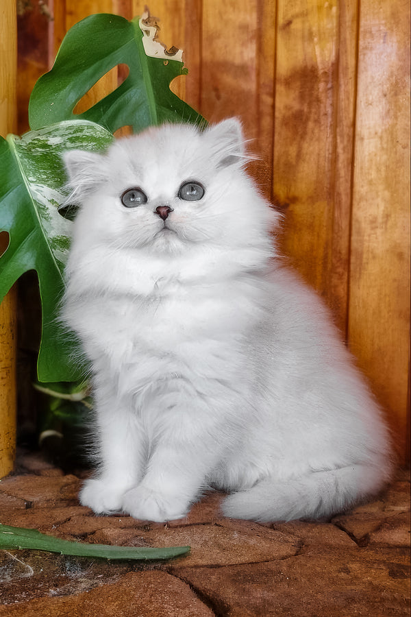 Netti | British Longhair Kitten