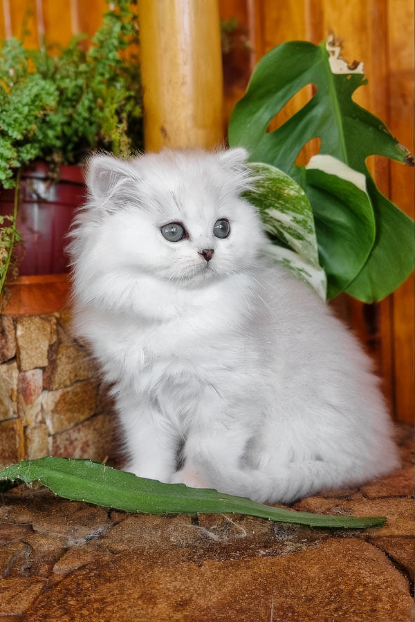Netti | British Longhair Kitten