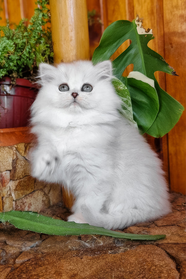 Netti | British Longhair Kitten