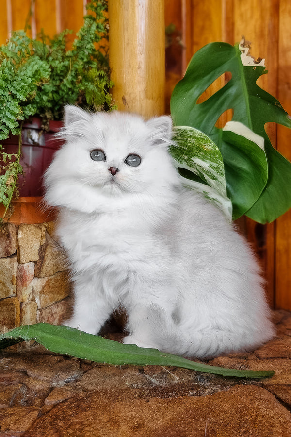 Netti | British Longhair Kitten