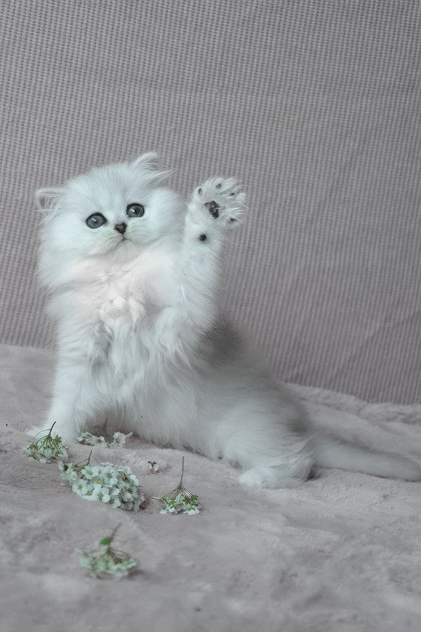 Netti | British Longhair Kitten