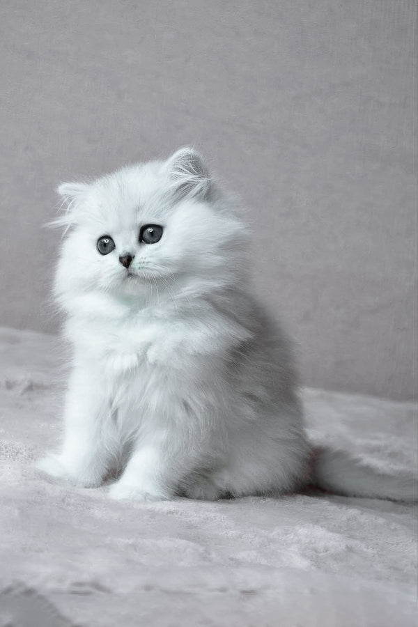 Netti | British Longhair Kitten