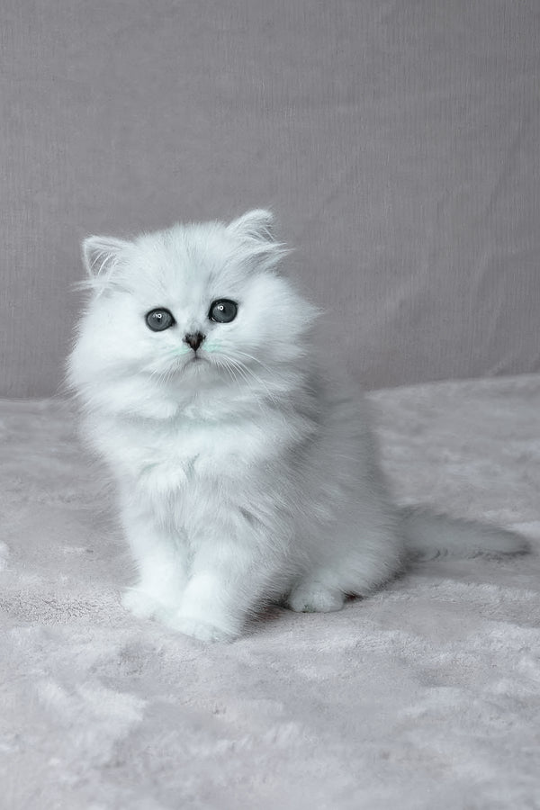 Netti | British Longhair Kitten
