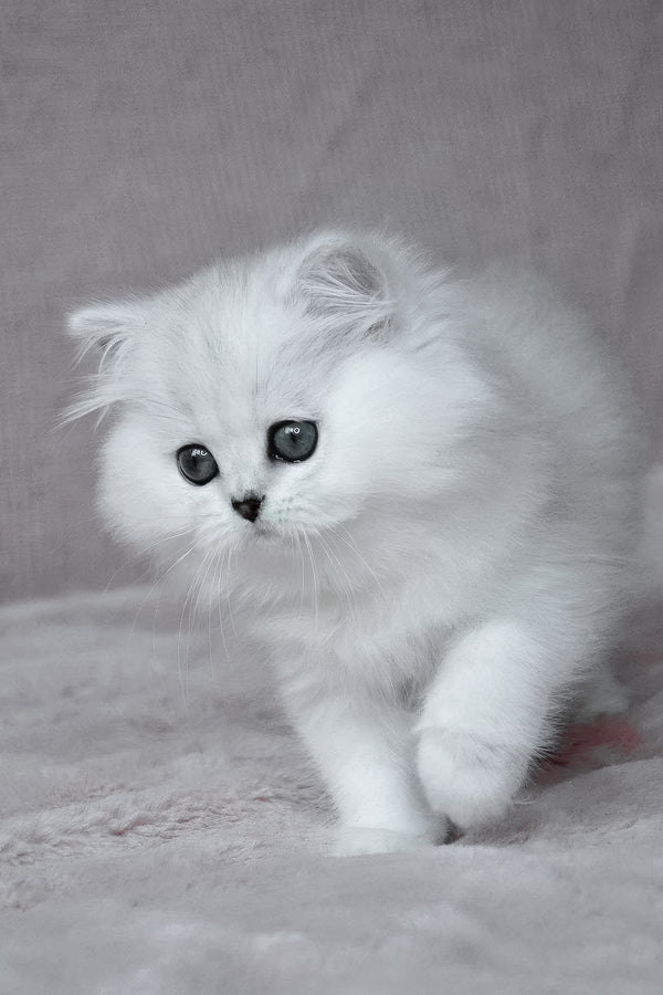 Netti | British Longhair Kitten