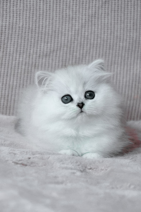 Netti | British Longhair Kitten