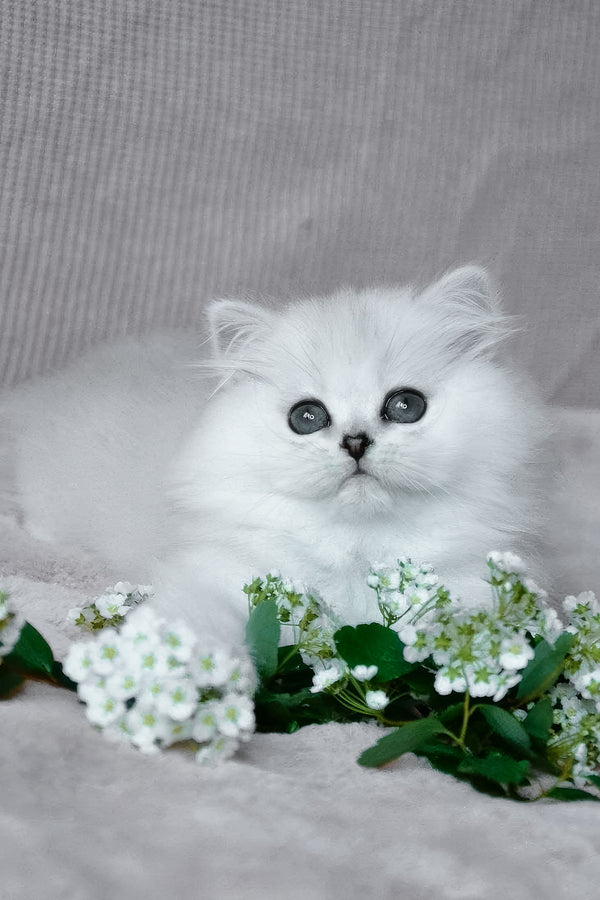 Netti | British Longhair Kitten