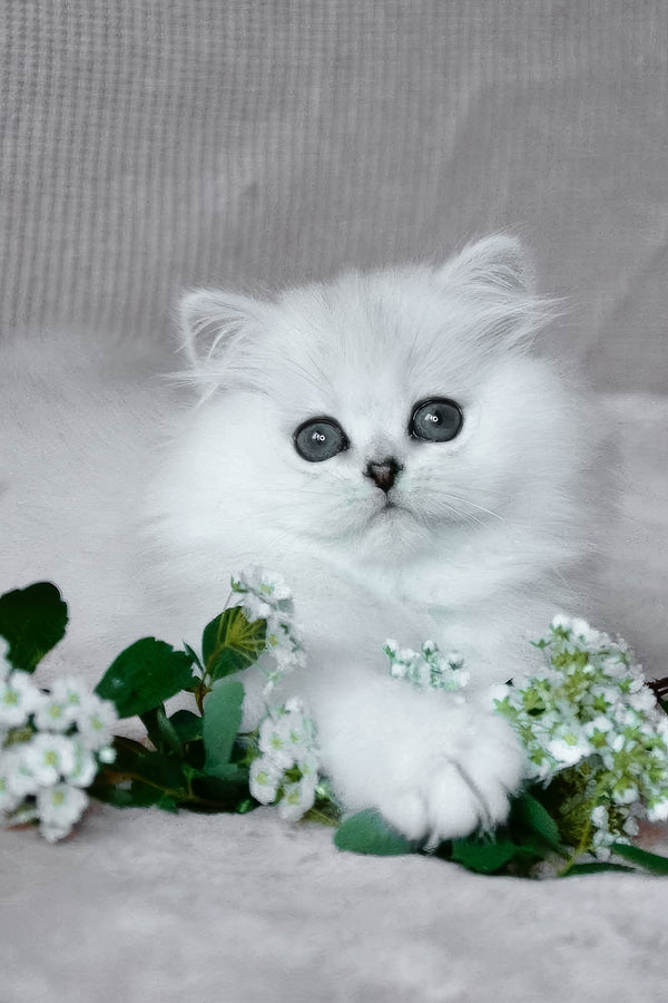 Netti | British Longhair Kitten