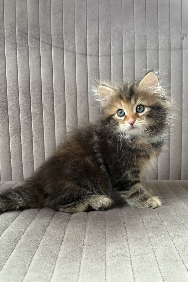Talia | Siberian Kitten