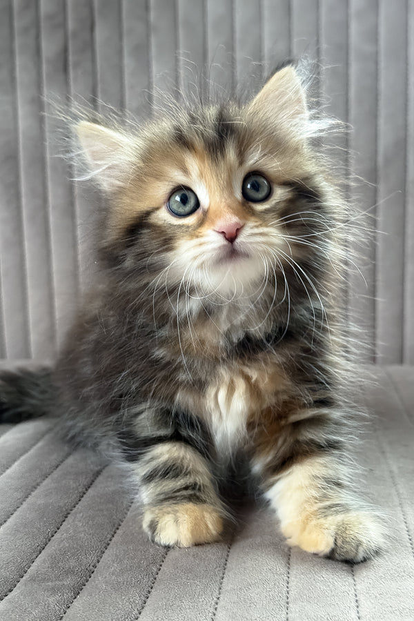 Talia | Siberian Kitten