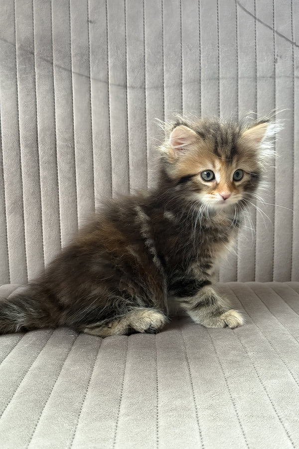 Talia | Siberian Kitten