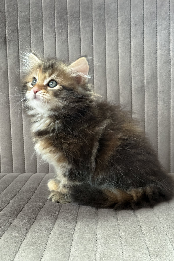 Talia | Siberian Kitten