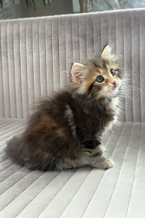 Talia | Siberian Kitten