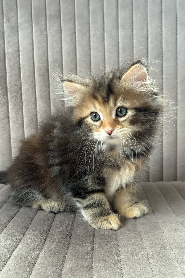 Talia | Siberian Kitten