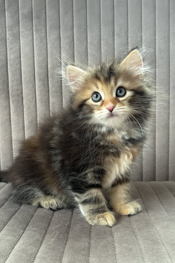 Talia | Siberian Kitten
