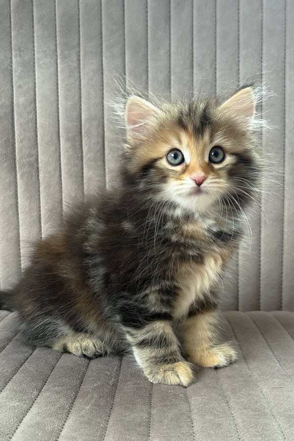 Talia | Siberian Kitten