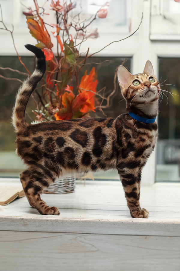 Lucas | Bengal Kitten