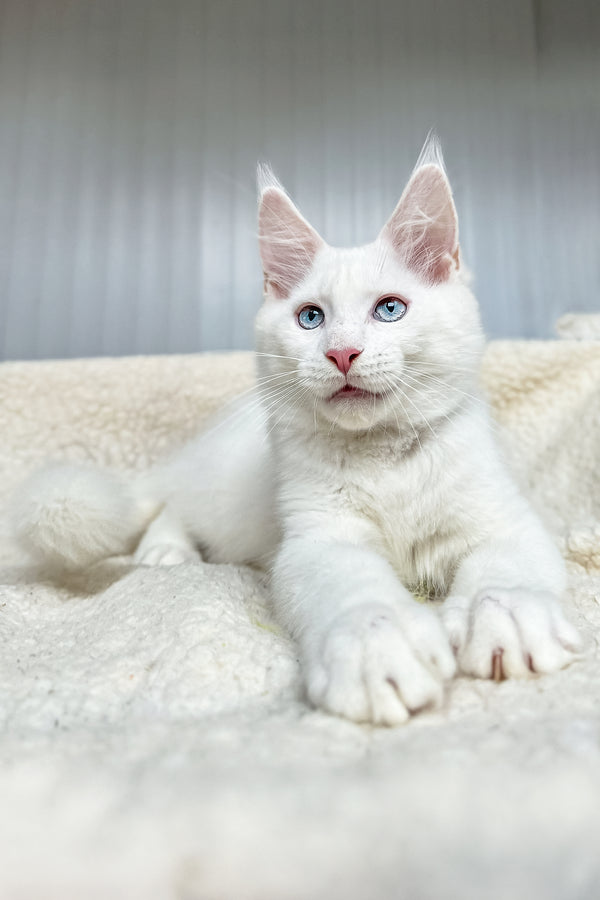 Ice | Maine Coon Kitten