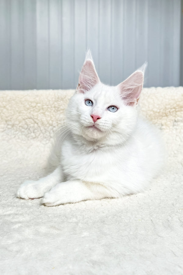 Ice | Maine Coon Kitten